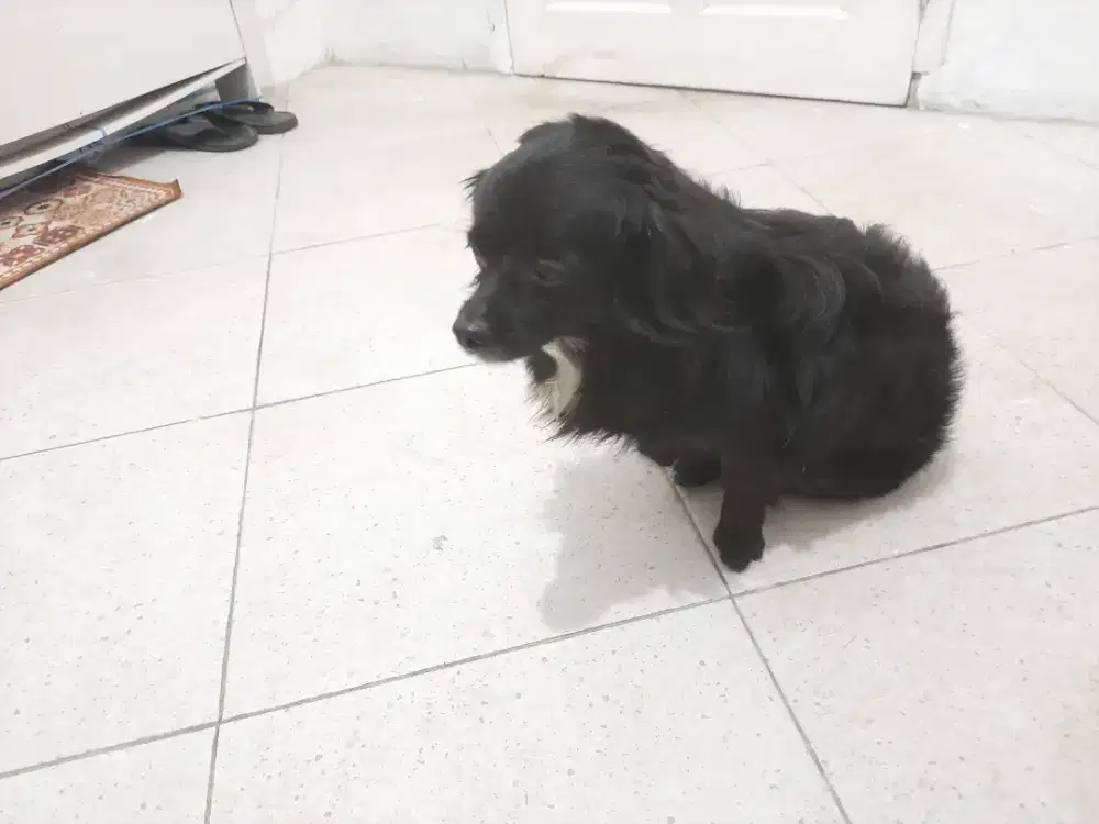 Jual Anjing Jenis Pom mix Puddle