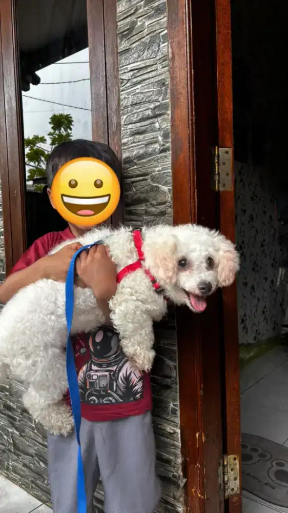 bichon betina white