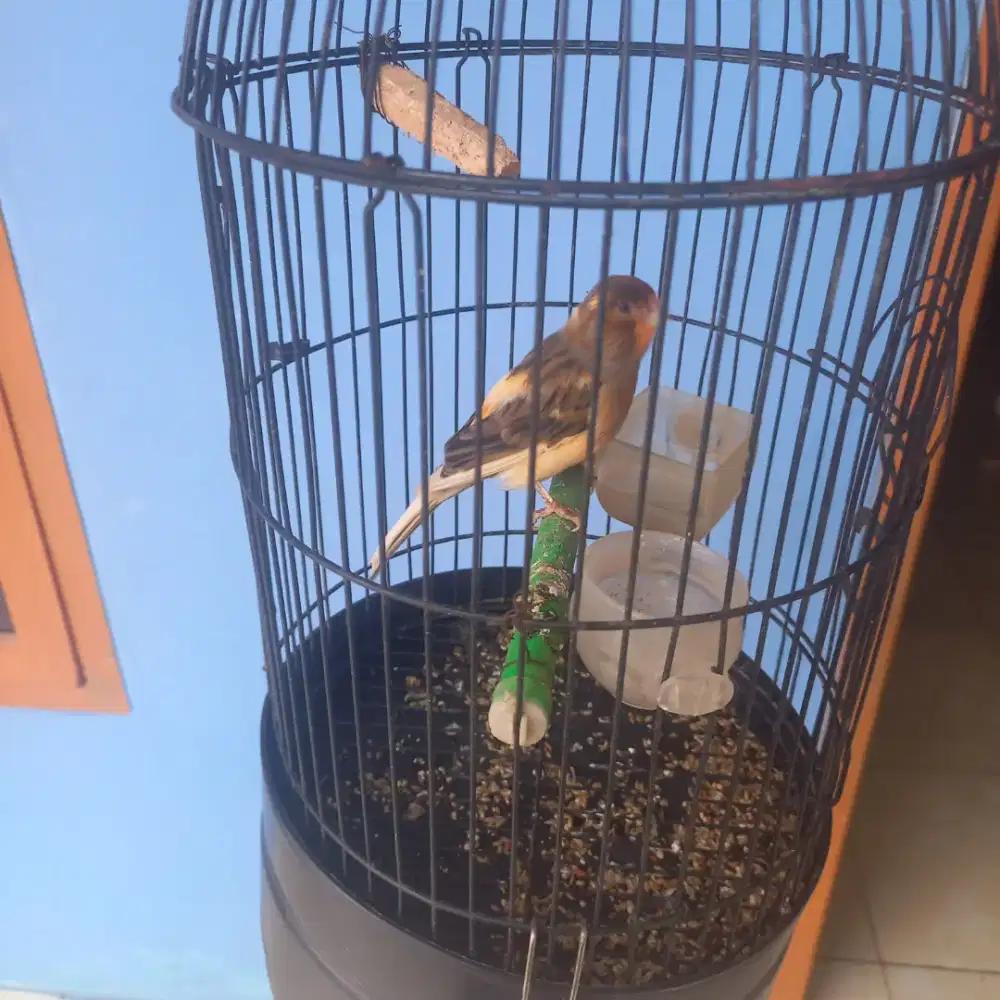 Burung kenari isian love bird