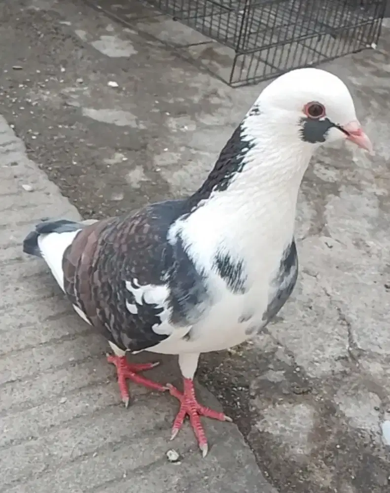 Burung dara/merpati bujangan warna antik