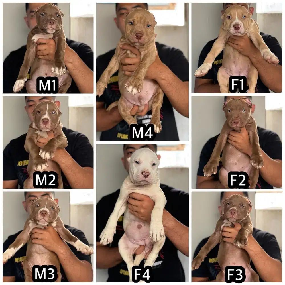 PITBULL SUPER JUMBO SIZE