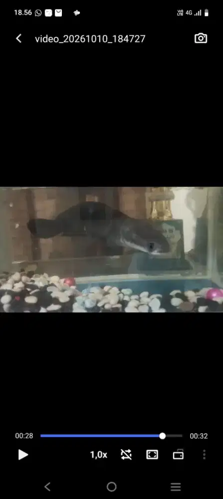 Chana maru & blue pultcra plus aquarium nya
