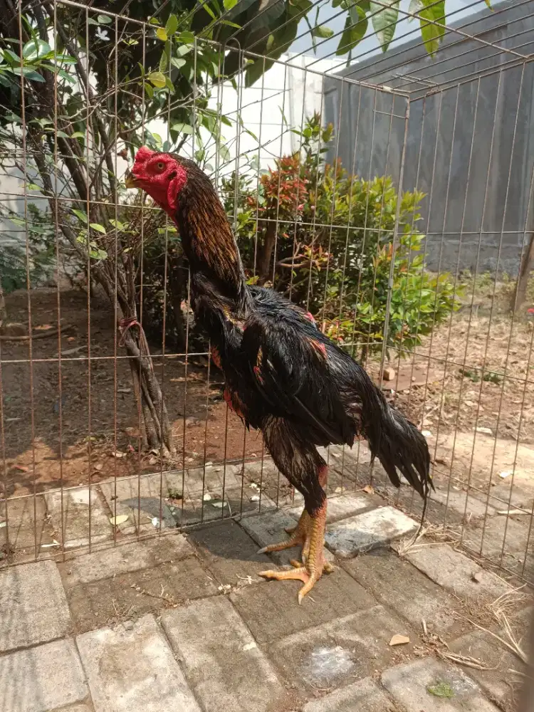 Ayam Shamo Line Zuchter
