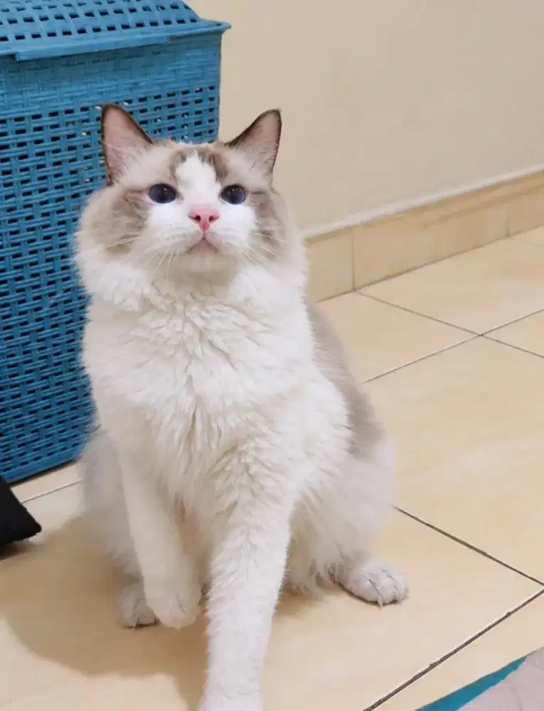 Ragdoll male parent import
