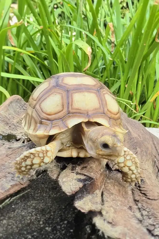 Kura Kura Sulcata DotLess High Dome 6 cm Short Body Langka Penggemar