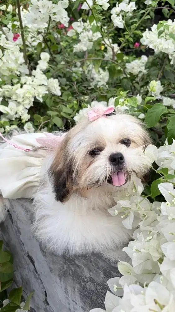 Jual Anjing Shih Tzu