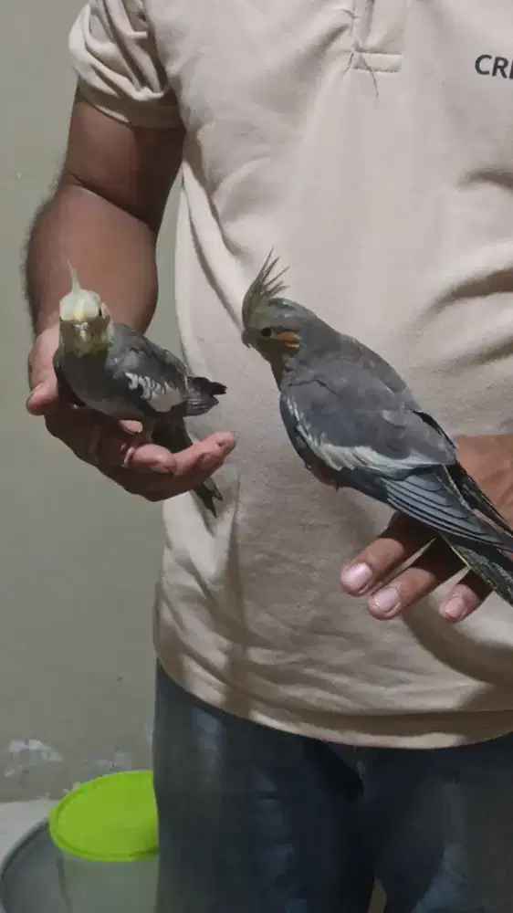 burung parkit Australia 2 ekor jinak