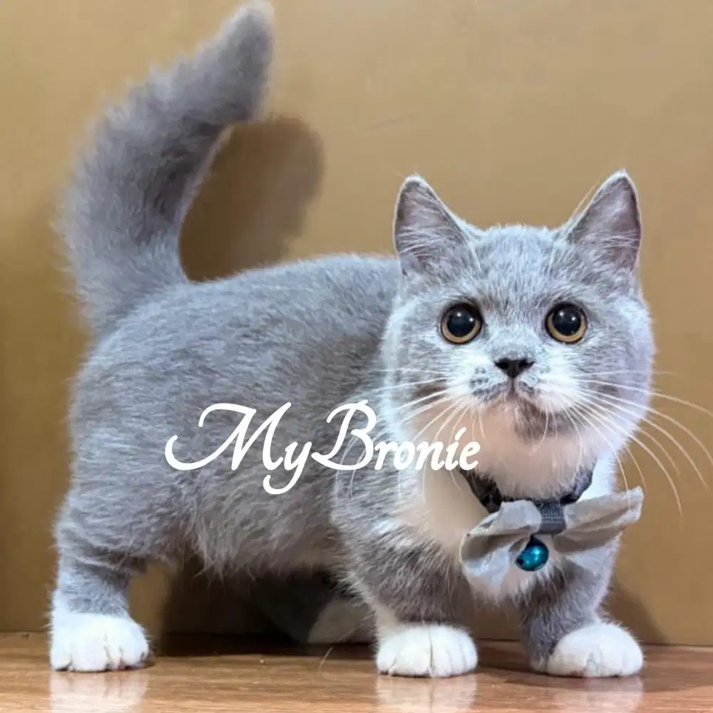 Kucing mumchkin british shorthair