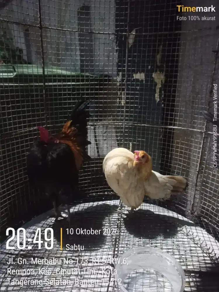 Jual ayam Serama Extrem sepasang