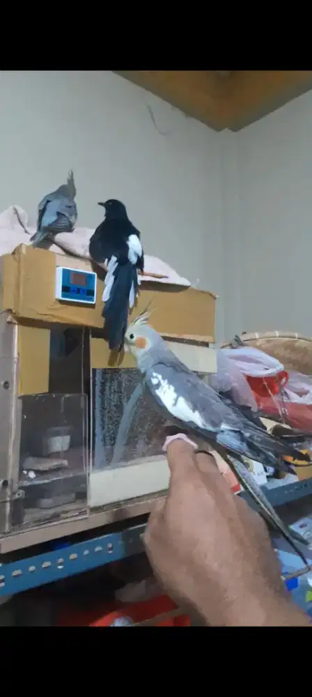 Burung falk ( parkit australi) jinak