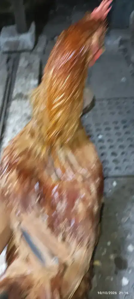 Ayam jago coklat