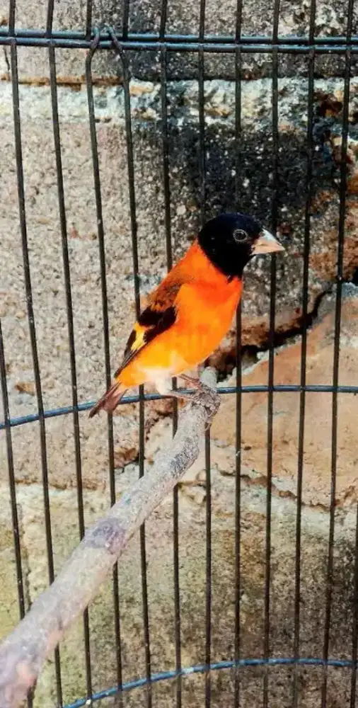 Burung red diskon gacor roll panjang
