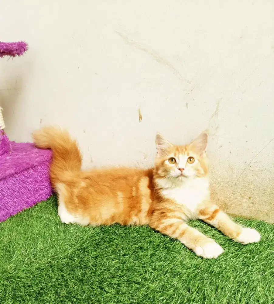 Kitten MaineCoon Betina Pure No mix. Induk Ped Cfa Show Quality