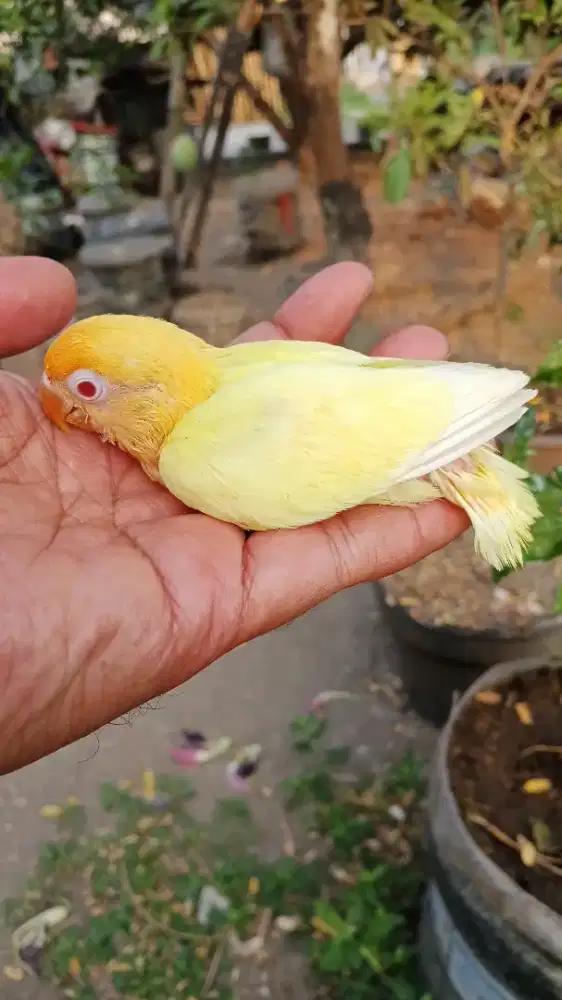Lovebird lolohan pb cremino MM