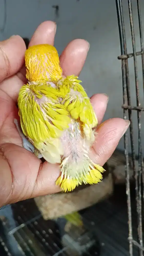 Lolohan lovebird biola pastel