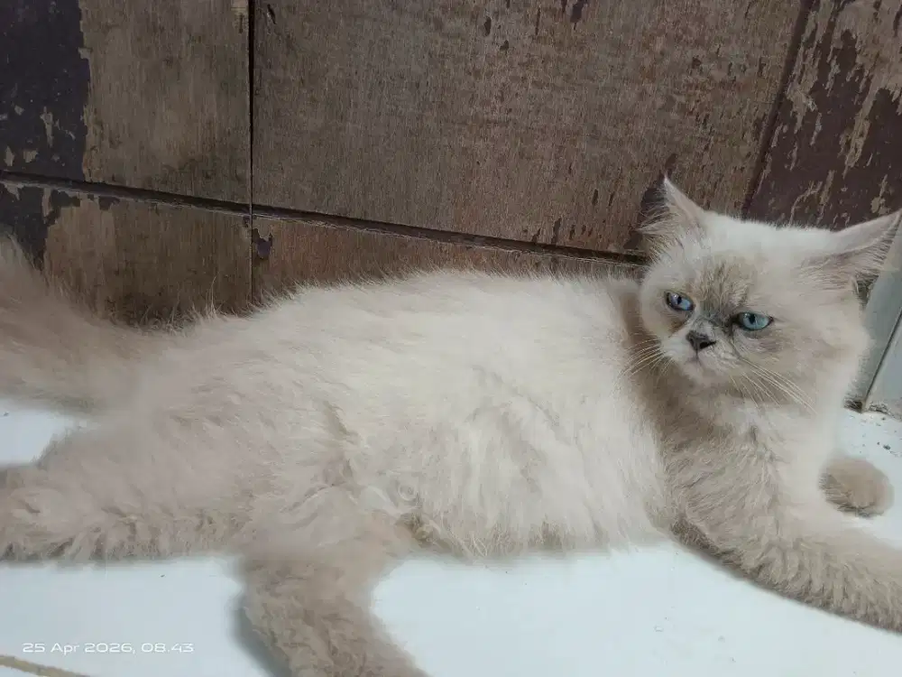 Kucing Himalaya betina