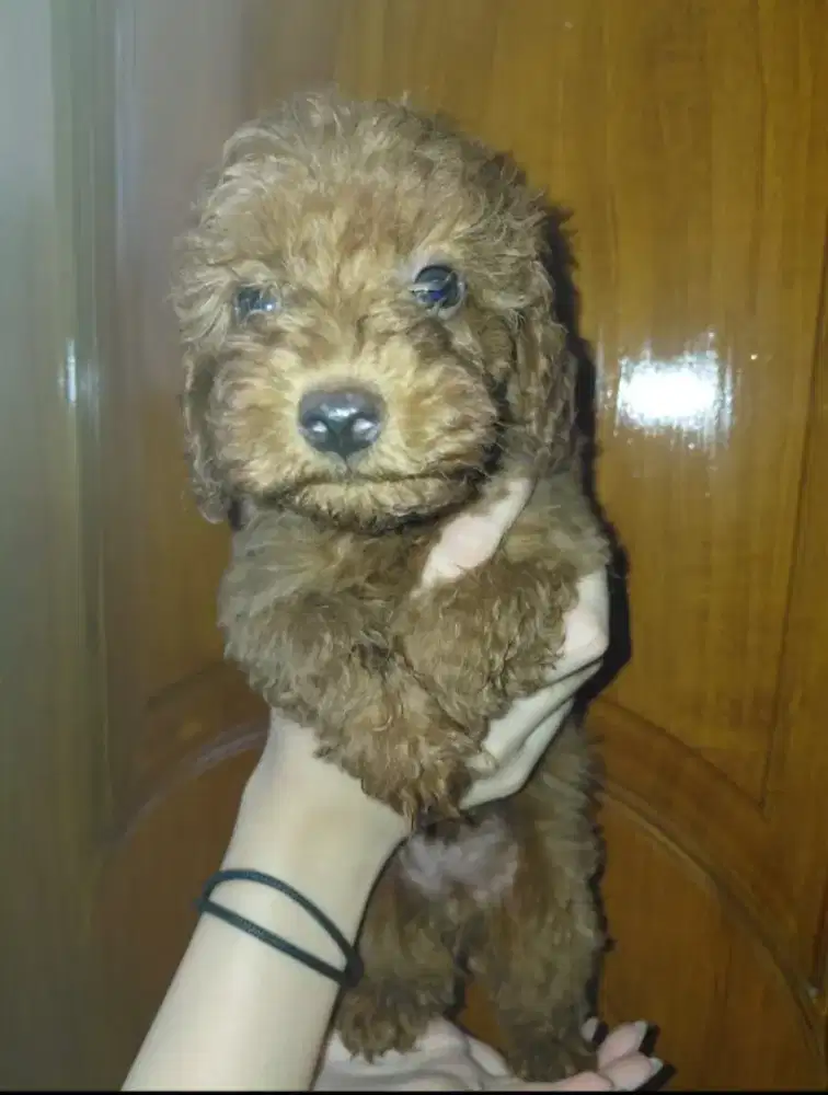 Dijual Red toy Poodle anakan
