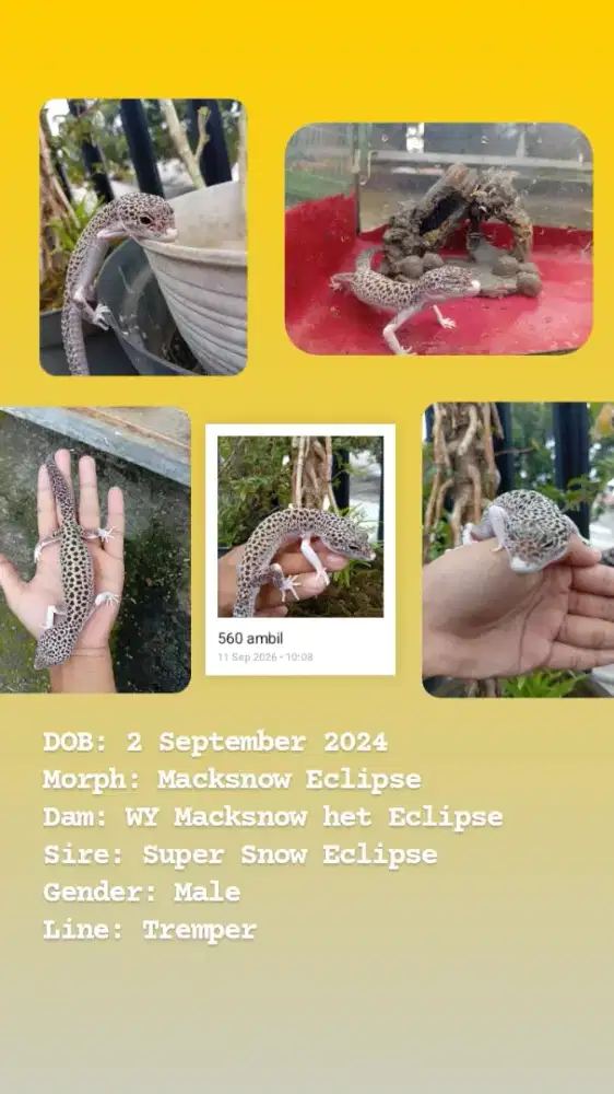 Peliharaan Gecko Reptil