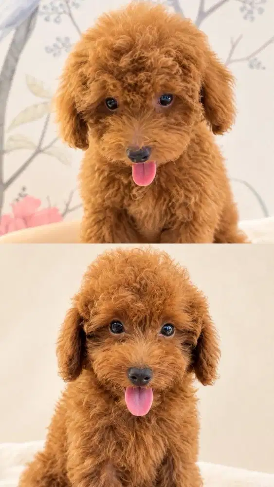 Red Toy Poodle (ANAKAN)