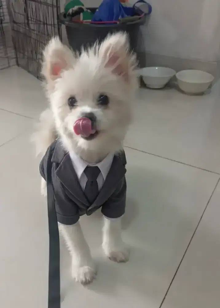 pom mix maltese dan Chihuahua