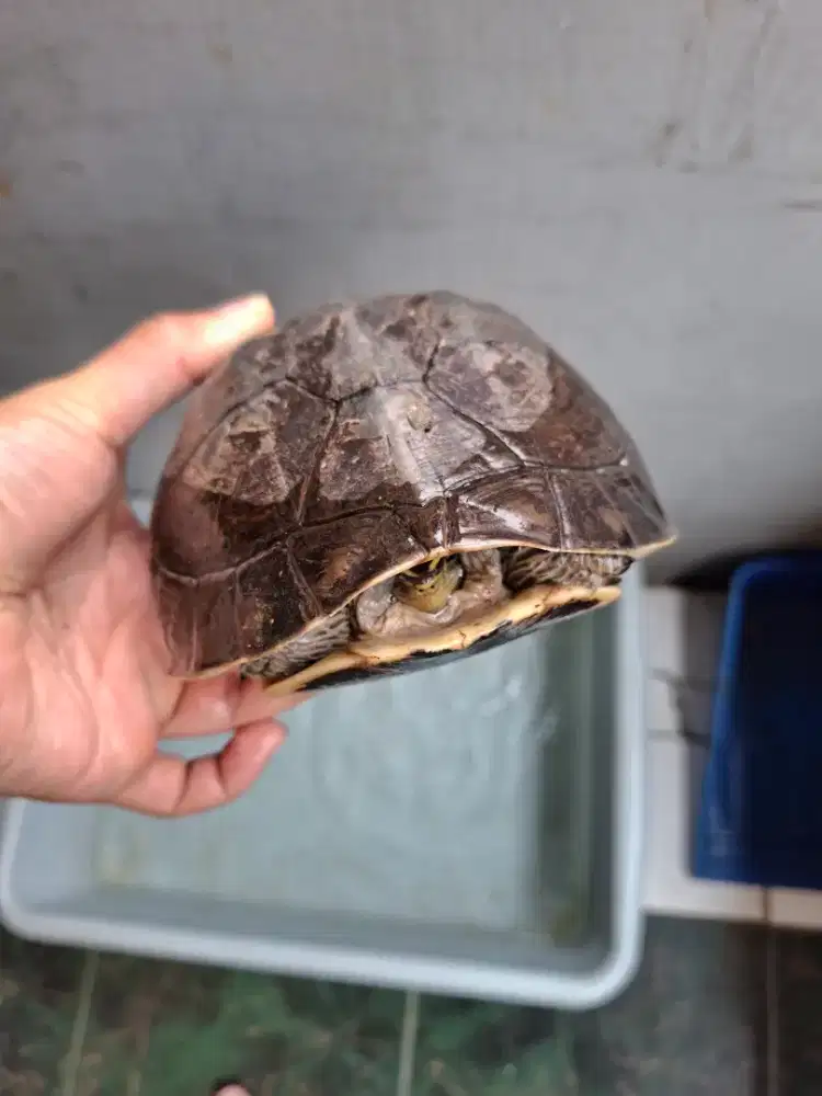 KURA AMBON BETINA 15CM
