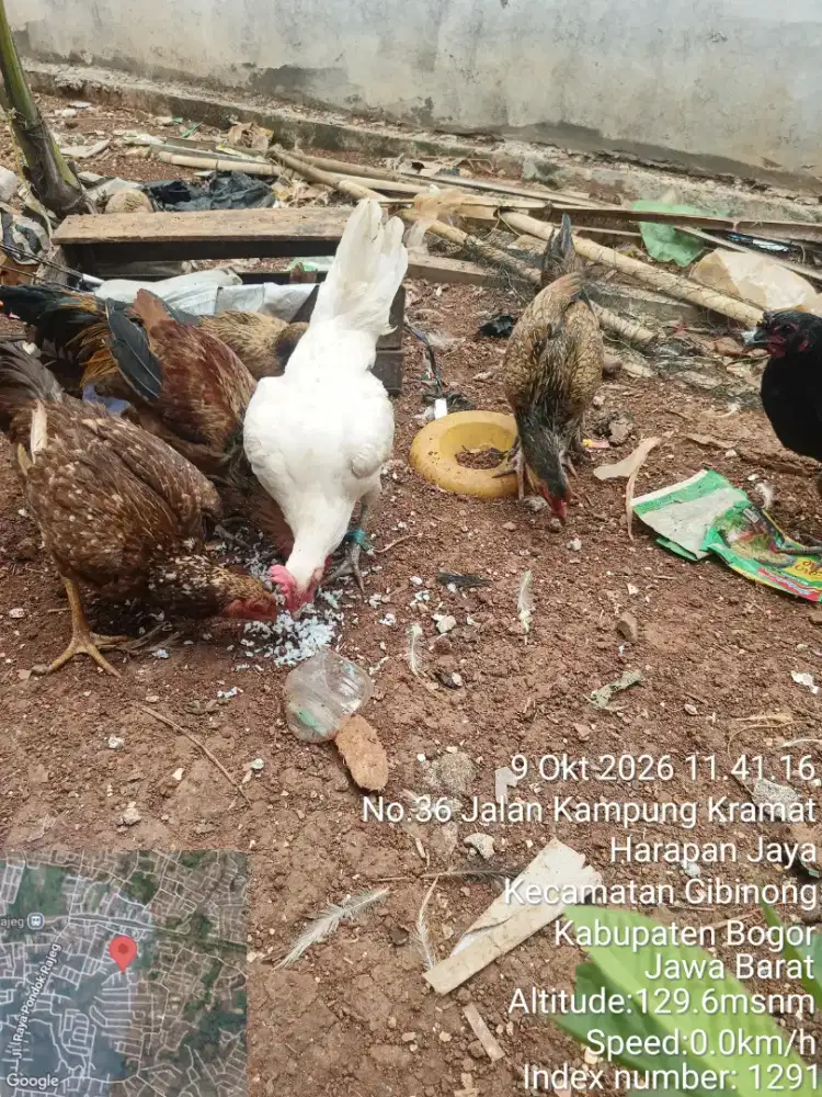 Ayam kampung 4 ekor