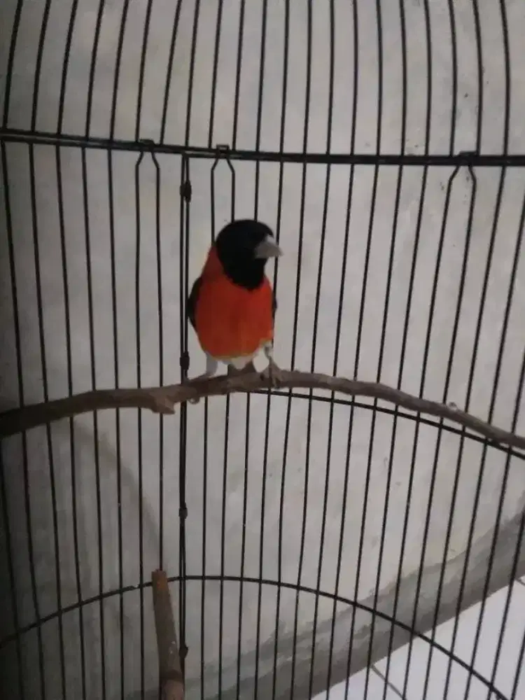 redsiskin mulus