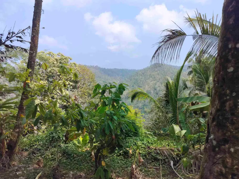 jual tanh los sungai view amasing.lt 2 hektsr hrga25/ are