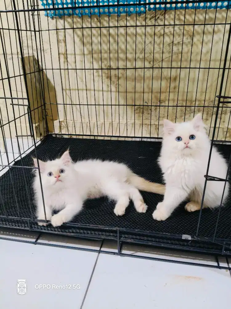 Himalaya red point jantan