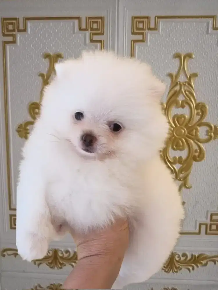 ready puppy mini pom female