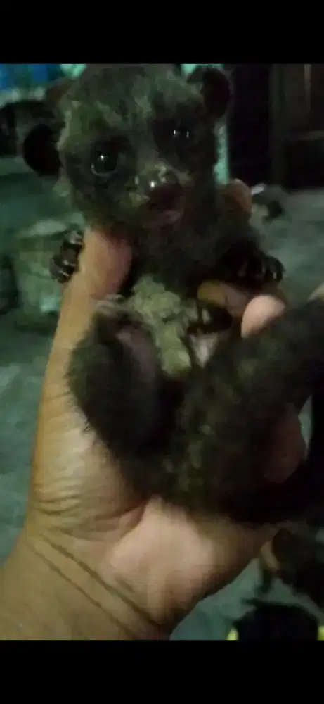 Musang pandan baru melek