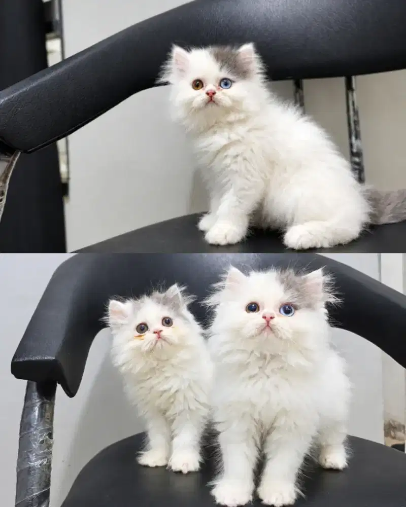 Kitten flatnose