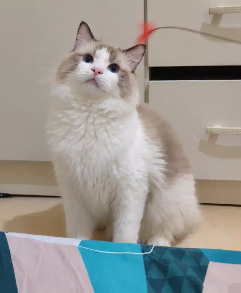 Ragdoll jantan 12 bulan