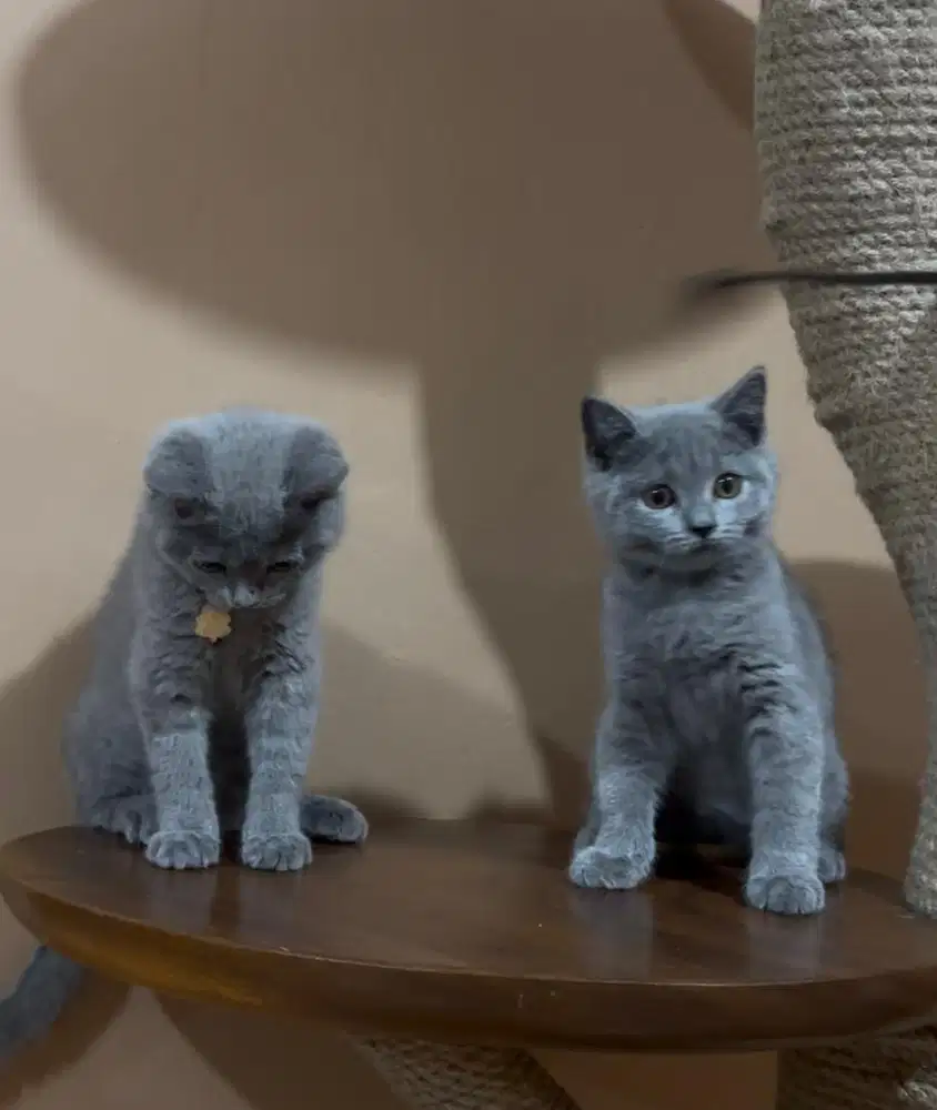 Kucing kitten bsh BSH british shorthair