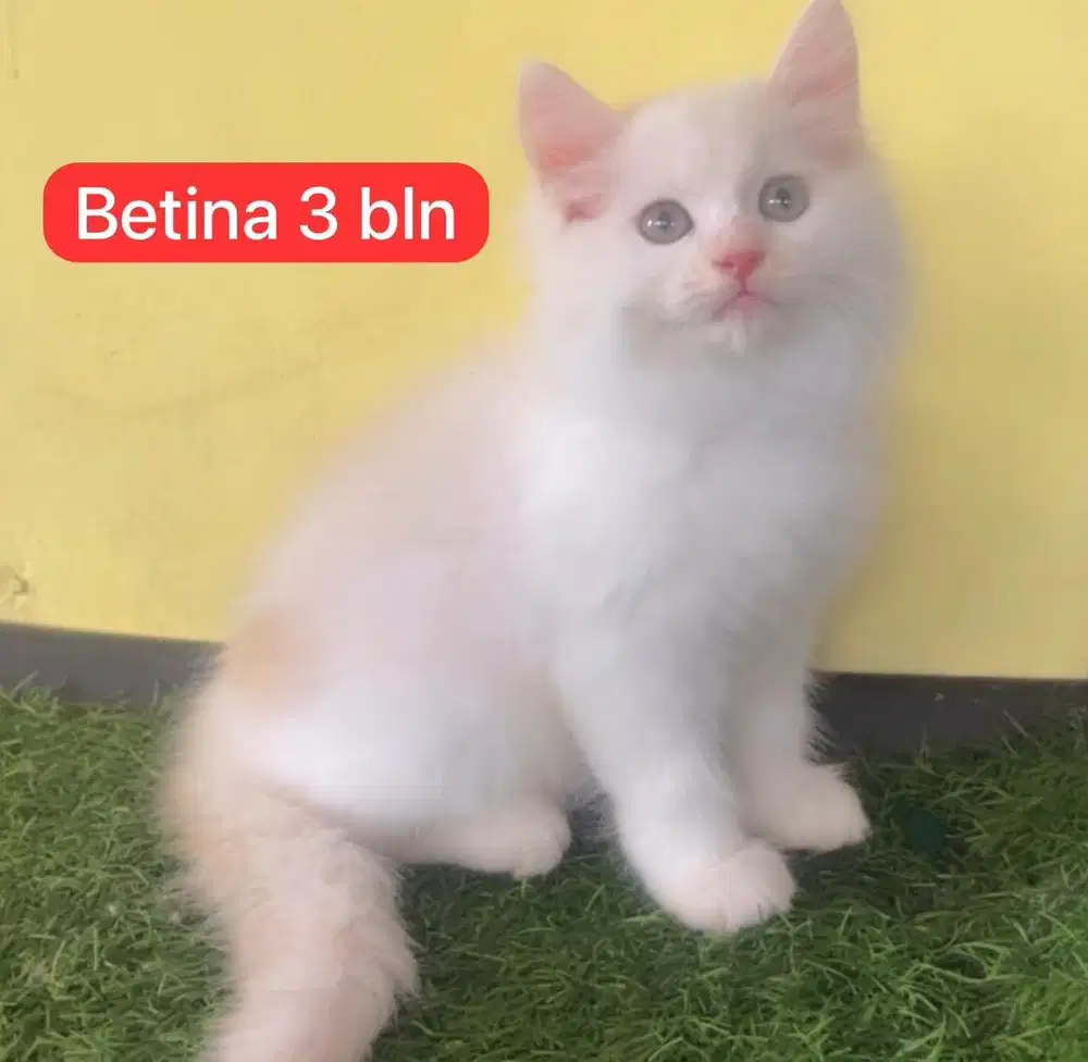 Kucing ras persia , 650 per ekor