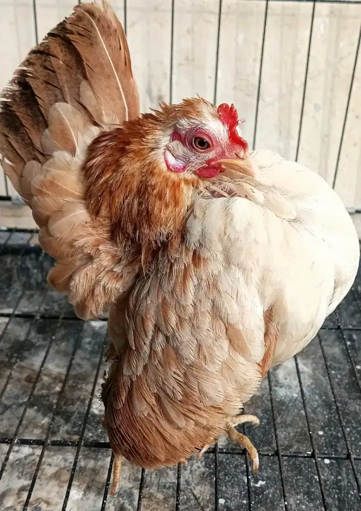 Ayam mini serama Malaysia sepasang