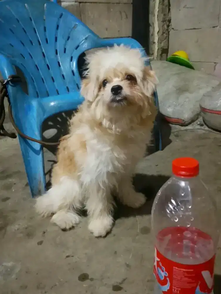 Poodle mix Maltese male/jntan 6 bln.karakter bgs.mulus .smart