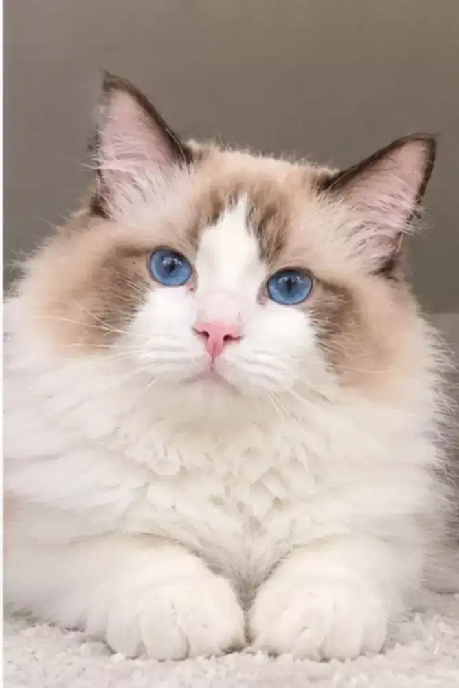 Ragdoll male ped Ica 9 bulan