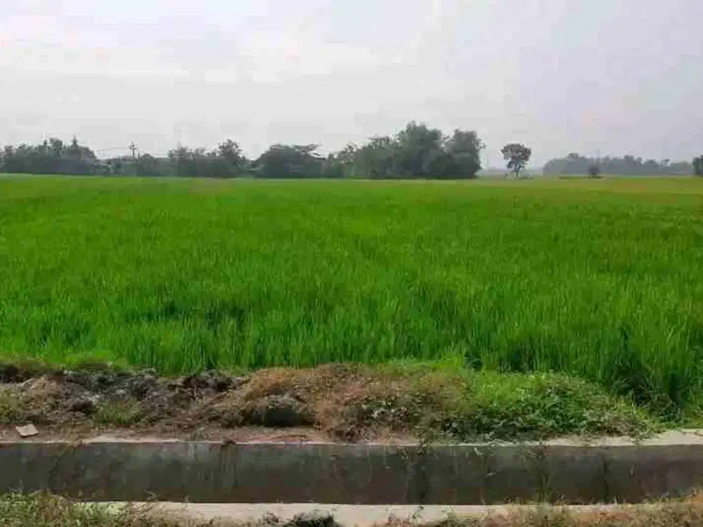 jual cepat lahan sawah produktif  pengairan lancar bisa   untuk investasi jangka panjang di Tejo Mojoagung Jombang Jatim