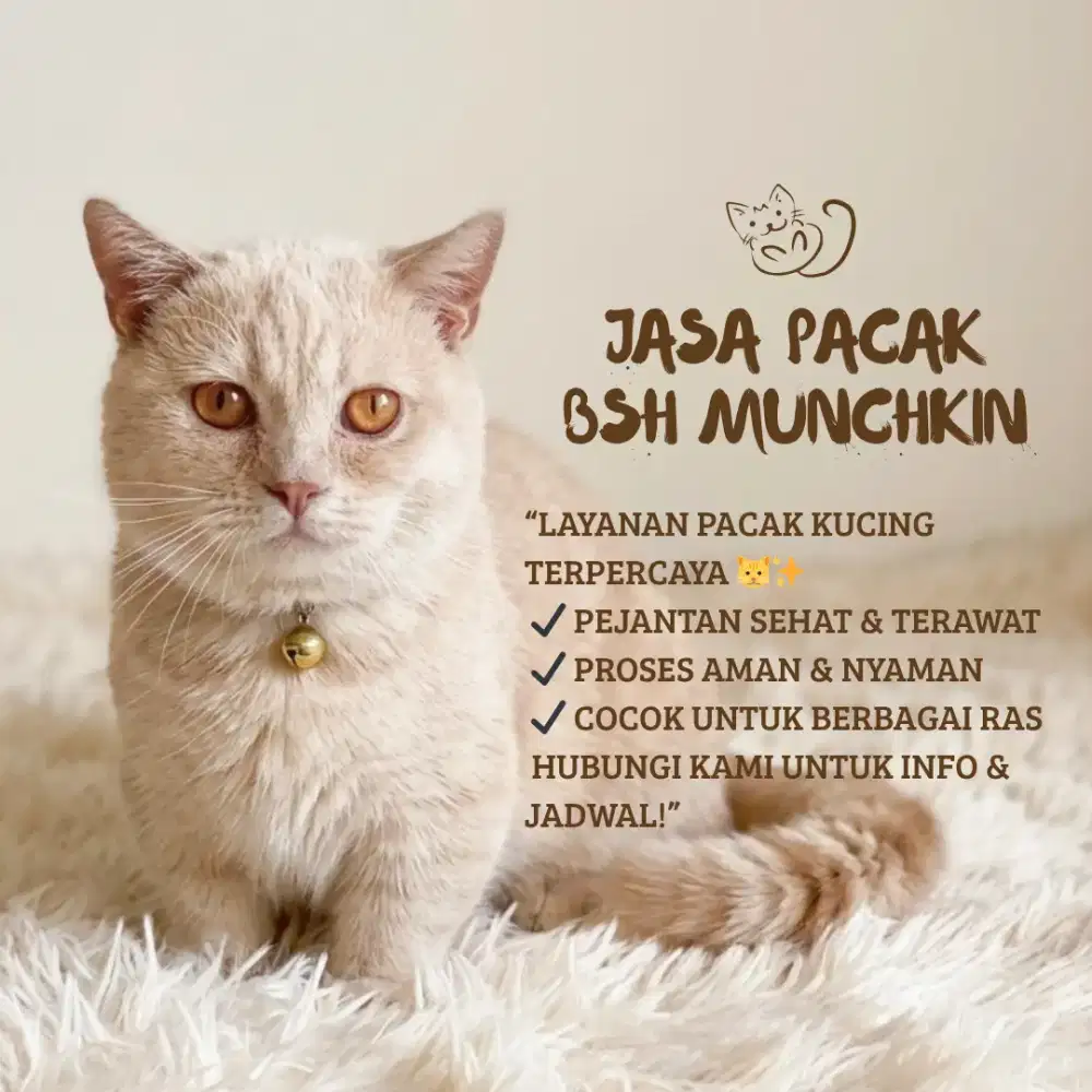 JASA PACAK BSH MUNCHKIN