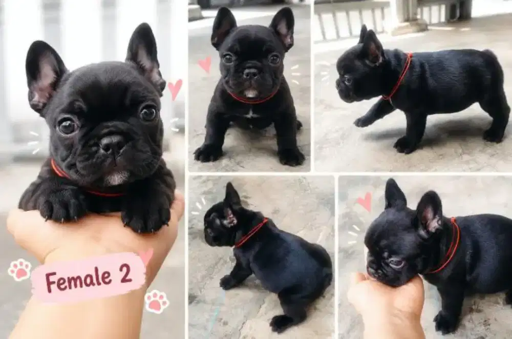 Jual French Bulldog jantan dan betina