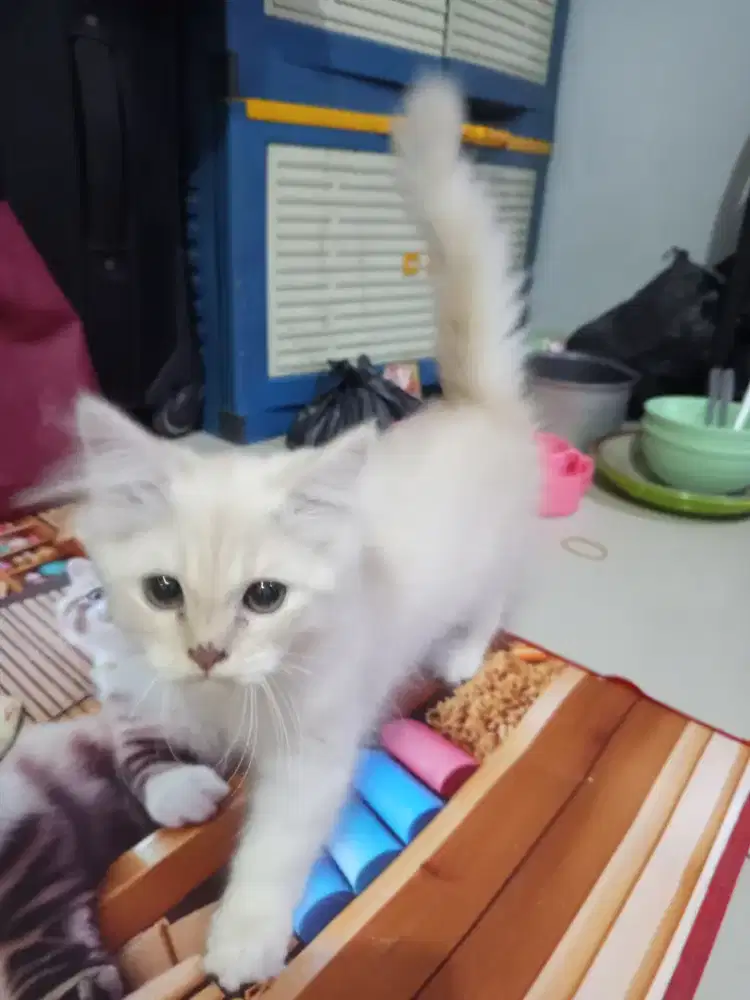open adop kucing ras, bu jual cepat