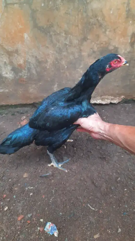 Ayam Bangkok Betina