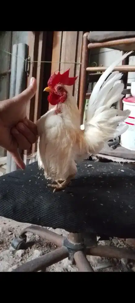 ayam serama jantan jago pacek warna putih jarang ada murah siapa cpat