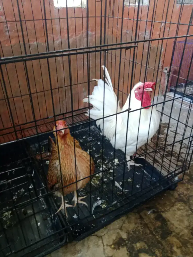 Ayam kate putih