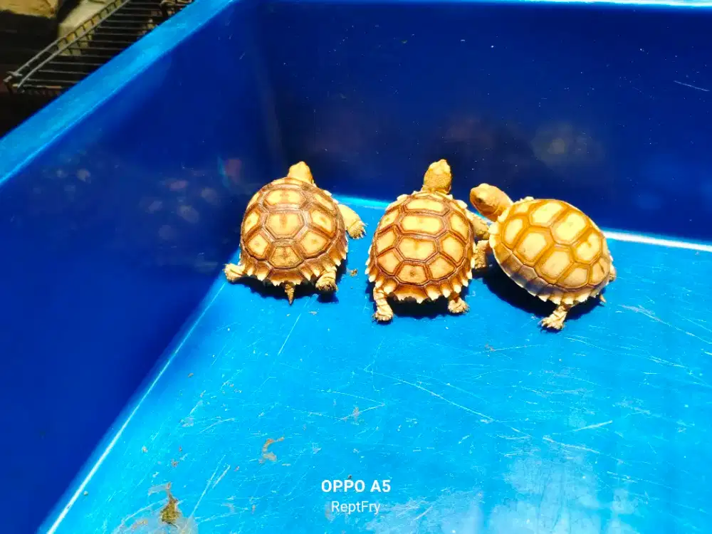 Sulcata ukuran 5-6-7cm sehat aktif mulus