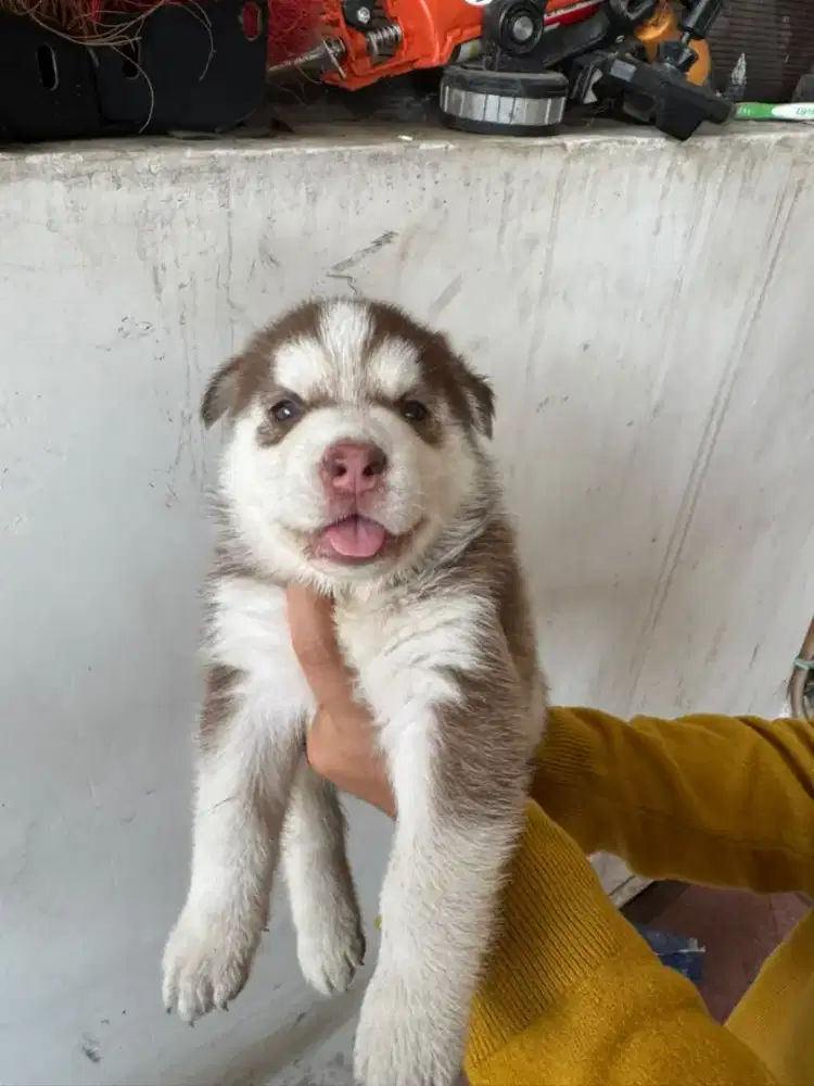 SIBERIAN HUSKY BETINA