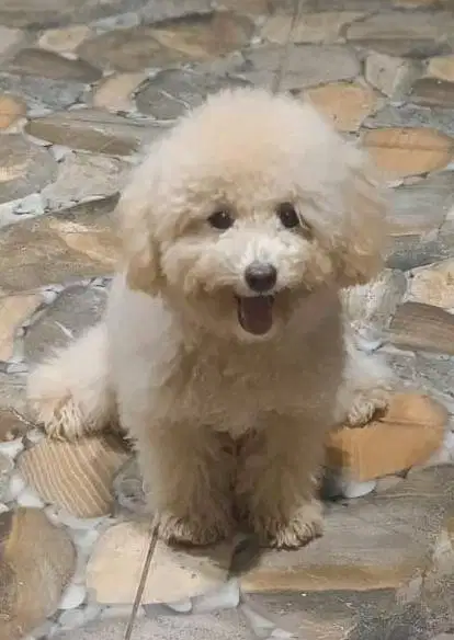 Dijual Poodle 5 Bln Betina