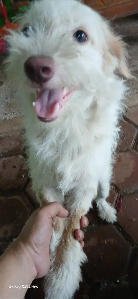 DOGGY TURUNAN RAS PUTIH BERSIH & SEHAT