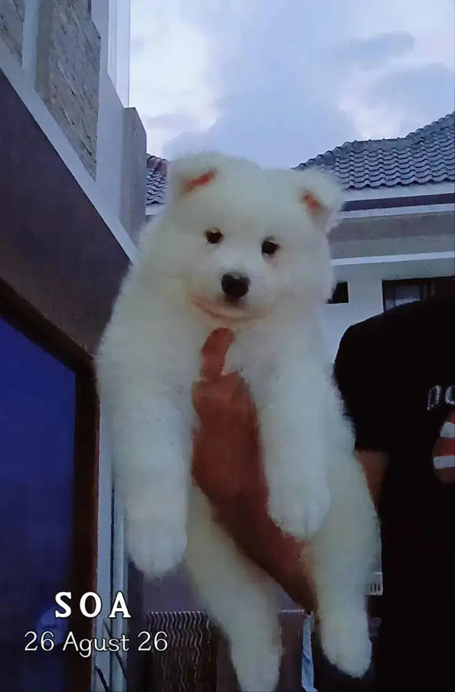 Samoyed Jantan Bigbone